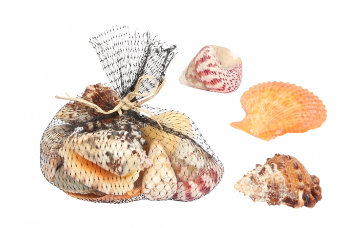 Shells Assortment - Large, in Gift Net