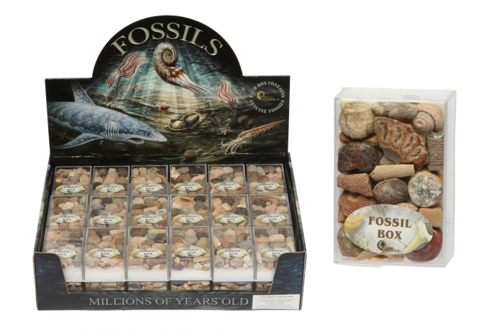 Fossils Box - In Display