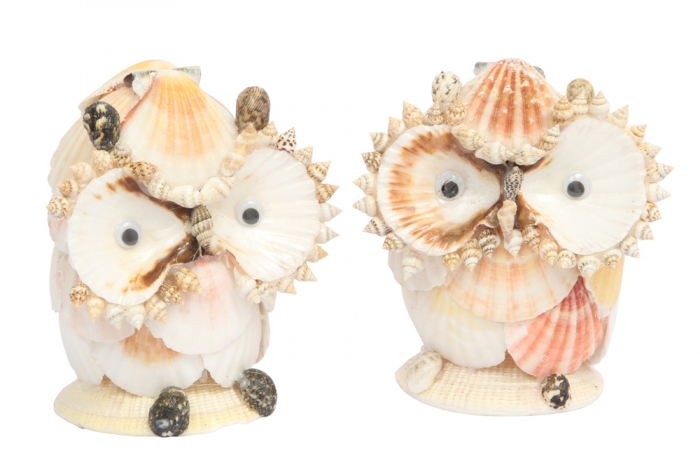 Shell Owl