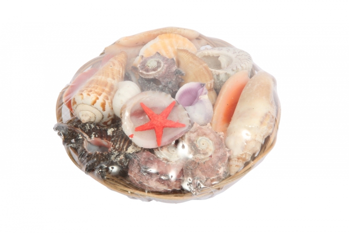 Gift Basket of Shells