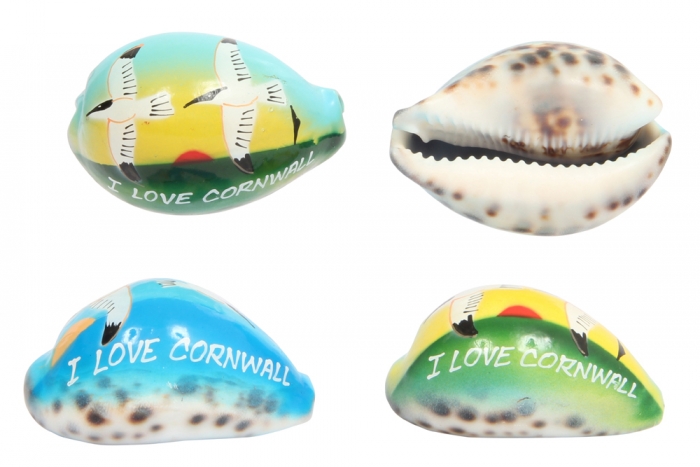Cornwall Seagull Cowry Shell