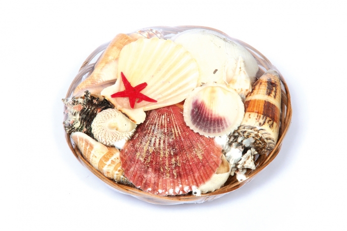 Shells In Basket - 15cm